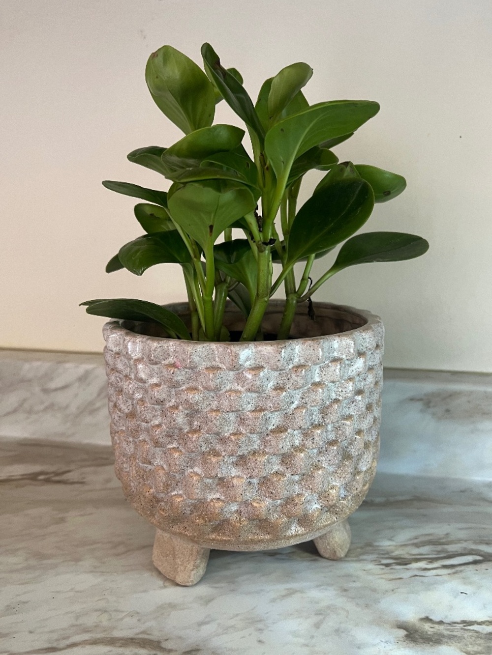 🪞 textured grooved garden planter natural stone color with legs
